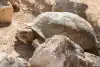 Photo 3 de Visite du parc aux crocodiles et du musée de Djerba avec prise en charge à l'hôtel
