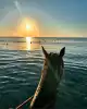 Photo 3 de CLUB HORSELAND -  1h Balade au bord de la mer