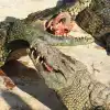 Photo 3 de Visite du parc crocodile
