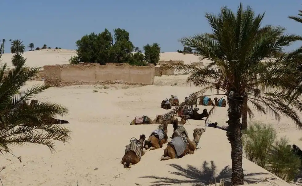 Photo 1 de Excursion Zaafrane - Oasis, village ensablé
