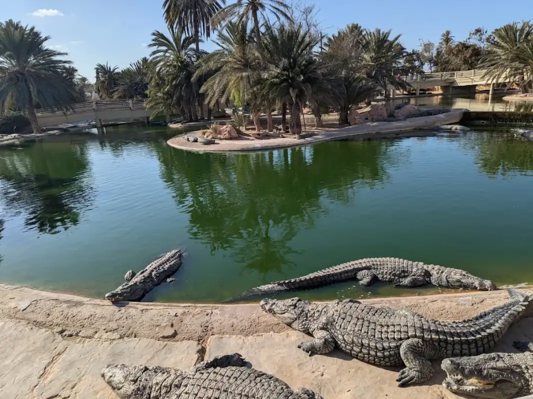 Photo 1 de Visite du parc aux crocodiles et du musée de Djerba avec prise en charge à l'hôtel