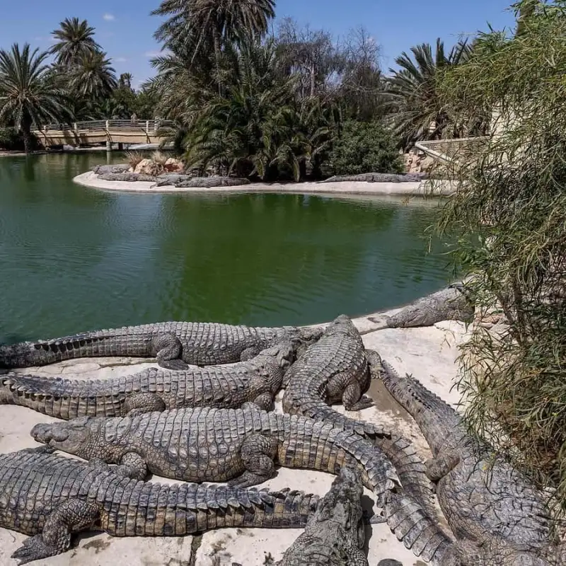 Photo 1 de Visite du parc crocodile