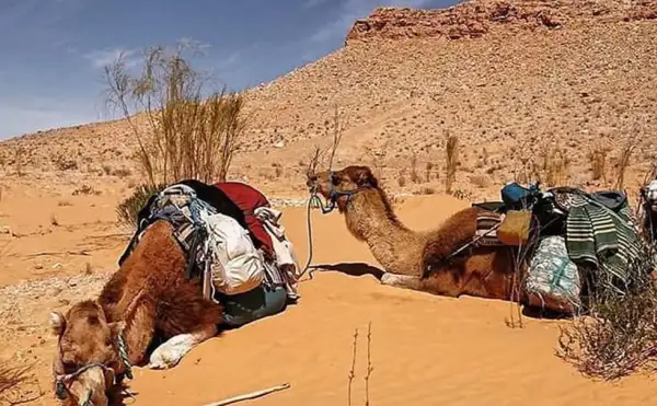 Excursion Tembaïne Ksar Ghilane