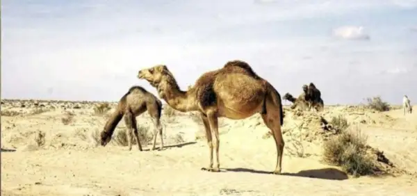 Découverte des Oasis & Sahara