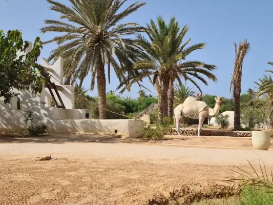 Visite du parc aux crocodiles et du musée de Djerba avec prise en charge à l'hôtel